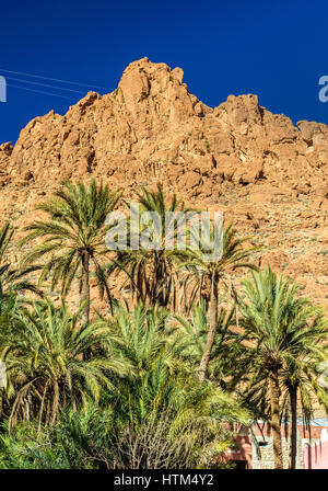 Palmiers à gorges du Todgha, un canyon dans les montagnes de l'Atlas. Maroc Banque D'Images