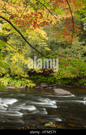 Couleurs d'automne le long de la rivière Oxtongue à Ragged Falls Provincial Park, Ontario, Canada Banque D'Images