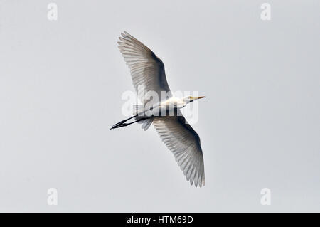 Noida, Uttar Pradesh, Inde- 14 Octobre 2013 : Héron garde-boeufs (Bubulcus ibis) pendant la saison de reproduction de haut vol dans le ciel à Noida, Uttar Pradesh, Ind Banque D'Images