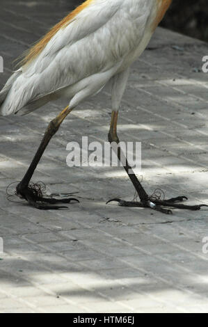 Noida, Uttar Pradesh, Inde- 2 octobre 2013 : faim Héron garde-boeuf (Bubulcus ibis) à la recherche de nourriture avec du fil enroulé pieds à Noida, Uttar Pradesh, Banque D'Images