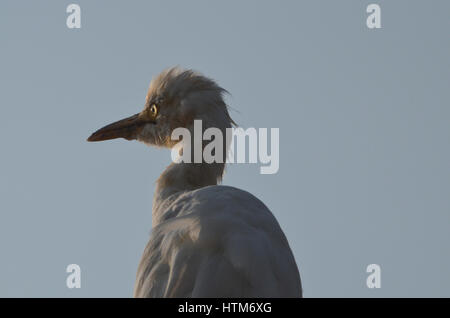 Noida, Uttar Pradesh, Inde- le 13 octobre, 2014 : Héron garde-boeufs (Bubulcus ibis) gros plan de la tête pendant la saison de reproduction avec orange sur la tête et pullme Banque D'Images