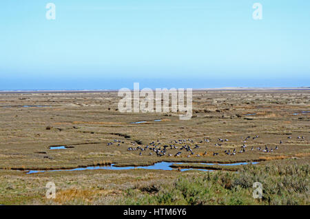 Une vue sur les marais de sel avec la Bernache cravant à Stiffkey, Norfolk, Angleterre, Royaume-Uni. Banque D'Images