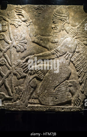 Reliefs assyriens au Musée du Vatican,génie ailé s'agenouiller avant de l'arbre sacré, depuis le palais à nimrud,assurnazirpal ii 883-859 b.c. Banque D'Images