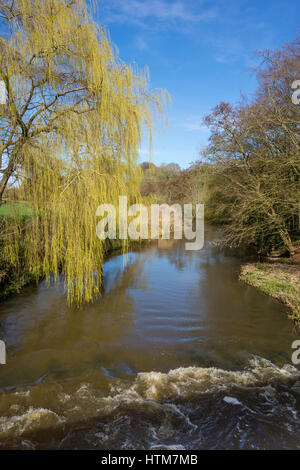 Vue panoramique de la loutre de rivière au printemps montrant les premières feuilles vertes d'un saule pleureur qui pèsent sur l'eau à Otterton, l'est du Devon, UK Banque D'Images