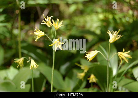 Clintonia borealis au soleil Banque D'Images