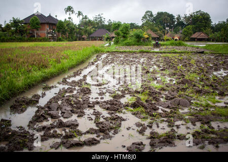 Les champs de riz dans un petit village. La terre est prête pour la plantation. L'Indonésie. Bali Banque D'Images