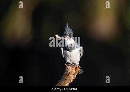 Un Martin-pêcheur est perché sur une branche dans le soleil du matin avec une boule dans son bec sur un fond sombre. Banque D'Images