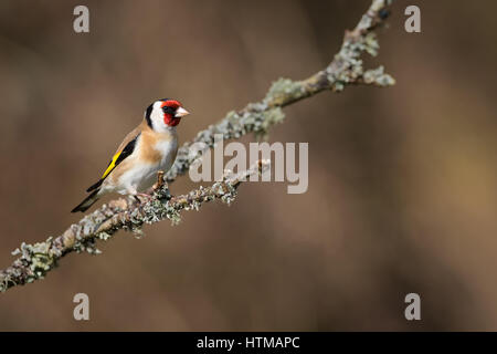 Un Chardonneret sur la gauche, à la droite, perché sur une branche avec un lichen moussus hors focus contexte Banque D'Images