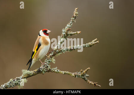 Un Chardonneret sur la gauche, à la droite, perché sur une branche avec un lichen moussus hors focus contexte Banque D'Images