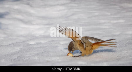 Petit oiseau manger des fruits, Laponie Suède Banque D'Images