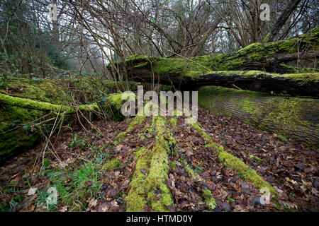 Couverts de lichen et de mousse des troncs morts sous la pluie sur le National Trust Bookham communes, en hiver 2017 Banque D'Images