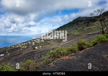 Vignes, Fuencaliente. La Palma. Une vue sur la montagne, les vignobles où les vignes poussent dans le riche sol de lave. Un règlement local établit au-delà des vignes cultivées. Banque D'Images