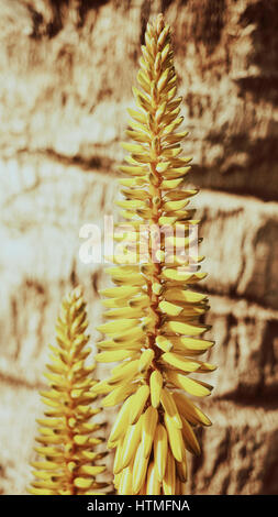 Gros plan des fleurs d'Aloe Vera Banque D'Images