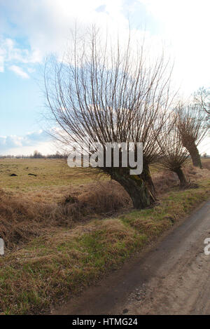 Saule le long chemin de terre en Pologne Banque D'Images