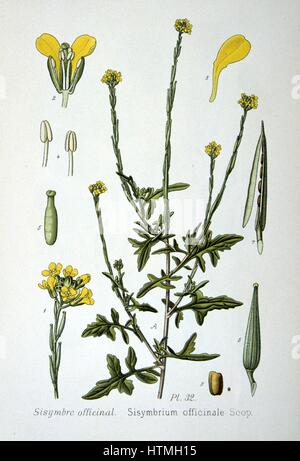 Moutarde de couverture (Sisymbrium officinale) une mauvaise herbe des terres arables ou incultes, originaire d'Europe et d'Afrique du Nord. En médecine populaire il a été utilisé comme expectorant, diurétique, laxatif et tonique. Les anciens Grecs l'estimaient être un antidote pour tous les poi Banque D'Images