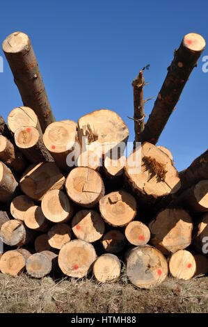 Grumes d'arbres in pile contre le ciel bleu Banque D'Images