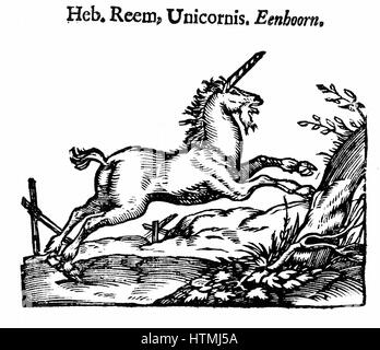 Unicorn (Heb. Reem, Unicornis. Eenhoorn). À partir de 'Handelene Natuere van de' (Amsterdam 1644), traduction de "Histoire naturelle" de Pline Secundus, Pline l'ancien (23-79), l'écrivain romain sur l'histoire naturelle qui est mort dans l'éruption du Vésuve qui Banque D'Images