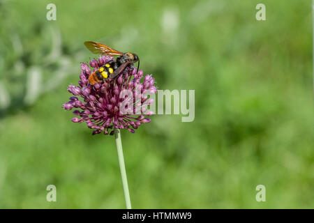 Wasp ou Scolia géant est assis sur fleur de chardon Banque D'Images