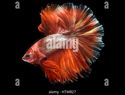 Couleur rouge doré waver de Betta Saimese poisson lutte contre la beauté et la liberté en fond noir photo avec flash studio d'éclairage. Banque D'Images