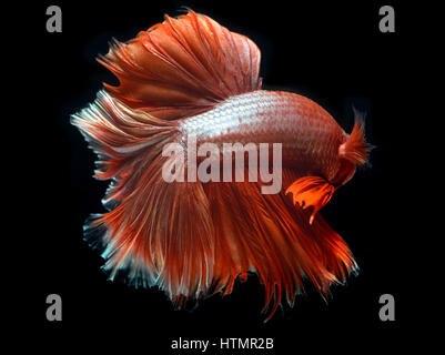 Couleur rouge doré waver de Betta Saimese poisson lutte contre la beauté et la liberté en fond noir photo avec flash studio d'éclairage. Banque D'Images