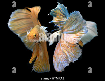 Couleur rouge doré waver de Betta Saimese poisson lutte contre la beauté et la liberté en fond noir photo avec flash studio d'éclairage. Banque D'Images