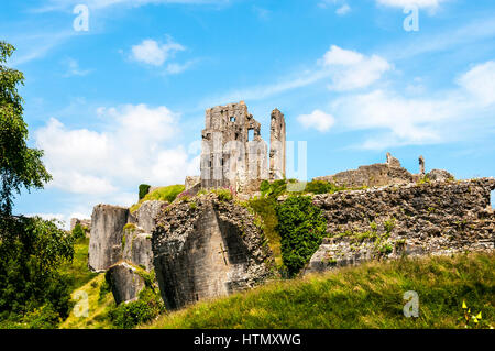 La garder les ruines romantiques de l'année 1000 de l'ancien château de Corfe permanent au-dessus de tombé les tours et murs, au milieu d'une profusion de fleurs sauvages Banque D'Images