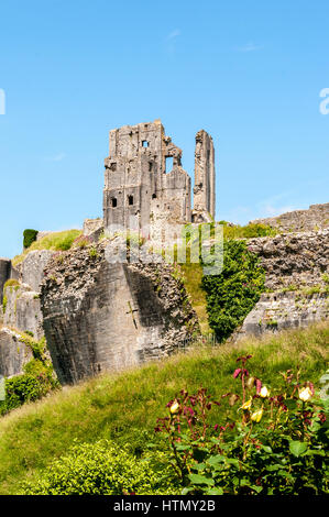 La garder les ruines romantiques de l'année 1000 de l'ancien château de Corfe debout au-dessus d'une tour et des murs tombés, au milieu d'une profusion de fleurs sauvages Banque D'Images