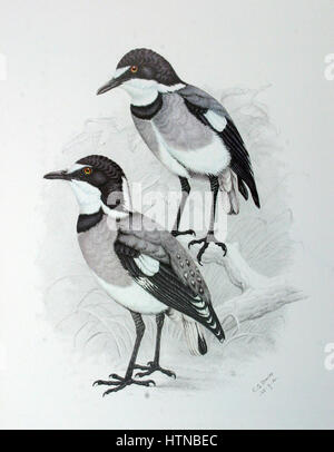 Lanioturdus torquatus, le Pie-grièche à queue blanche, dans une illustration de 1916 par Claude Gibney Finch-Davies, montrant un mâle et une femelle adultes. Banque D'Images