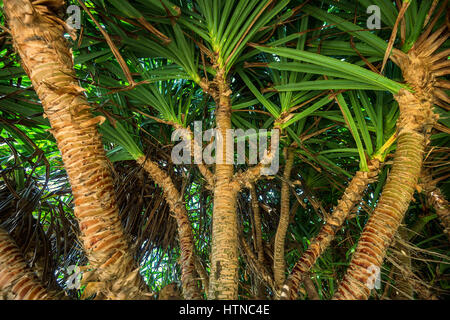 Pin vis ou Pandanus pousse sur mer Banque D'Images