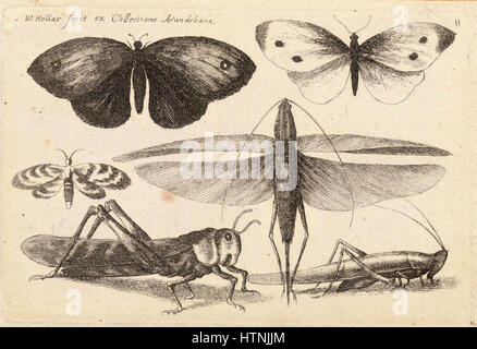 Place Wenceslas Hollar - Six insectes (Etat 3) Banque D'Images