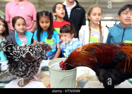 Napa, CA, USA. Mar 9, 2017. Dottie, gauche, et Hubert, une paire de poulets de l'Ranch Connolly, de divertir certains des enfants qui fréquentaient l'Ag dans la salle de classe qui a été accueillie par le Napa County Farm Bureau. Plus de 1 000 étudiants de la Napa County atteneded l événement à Napa Valley Expo. Credit : Napa Valley Inscription/ZUMA/Alamy Fil Live News Banque D'Images