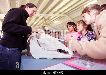 Napa, CA, USA. Mar 9, 2017. Tanya Beaucaire, à gauche avec Ministère de l'Agriculture des Services Vétérinaires, répond aux questions sur le crâne de cheval affichée à son stand à l'Ag dans la salle de classe à la Napa Valley Expo le jeudi. Plus de 1 000 étudiants dans le Comté de Napa a assisté à l'événement organisé par la Napa County Farm Bureau. Credit : Napa Valley Inscription/ZUMA/Alamy Fil Live News Banque D'Images