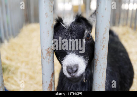 Napa, CA, USA. Mar 9, 2017. Cassie, une chèvre pygmée appartenant à Estella Sanchez avec Napa FFA, donne de son stylo au Napa Valley Expo le jeudi au cours d'Ag dans la salle de classe. Plus de 1 000 étudiants dans le Comté de Napa a assisté à l'événement organisé par la Foire du Comté de Napa Bureau. Credit : Napa Valley Inscription/ZUMA/Alamy Fil Live News Banque D'Images