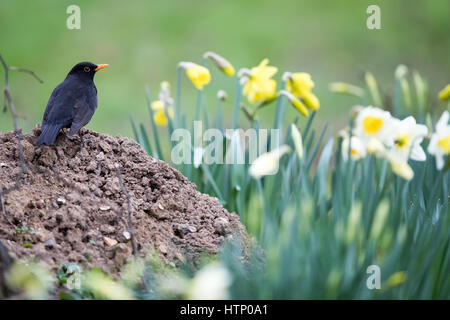 Howletts Wild Animal Park, Royaume-Uni. Mar 13, 2017. Canterbury, épaulettes à la recherche de nourriture dans la jonquille entre. Crédit : Jason Richardson/Alamy Live News Banque D'Images