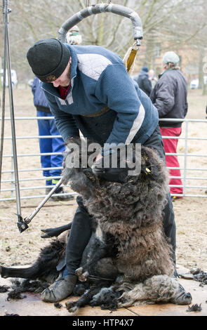 Lichtenberg, Berlin, Allemagne. 14Th Mar, 2017. 12818-moutons Jens Gerbert shears un Pomeranian-laine de brebis dans le Herzberge Country Park à Lichtenberg, Berlin, Allemagne, 14 mars 2017. Un troupeau de moutons Pomeranian de laine ont été mis à profit dans le parc comme 'paysage naturel des travailleurs. Photo : Soeren Stache/dpa/Alamy Live News