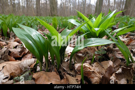 L'ail des ours (Allium ursinum) pousse dans le sud de la forêt Auwald à Leipzig, Allemagne, 14 mars 2017. Il est parfois vu en grandes quantités dans l'ombre, les forêts de feuillus humides. Il est souvent arrachés par les poussettes, comme elle peut être utilisée comme condiment, en pesto ou une pâte à pain. De petites quantités peuvent être prises sans problèmes, alors que les plus grandes quantités exigent le consentement de la propriétaire de la forêt ou de l'organisme officiel responsable. Photo : Sebastian Willnow/dpa-Zentralbild/ZB Banque D'Images