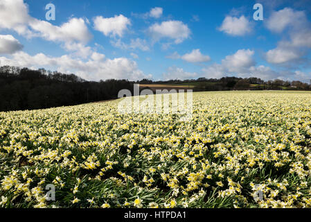 Les champs de jonquilles au printemps, avec beau ciel bleu et nuages blancs moelleux, Cornwall, UK Banque D'Images