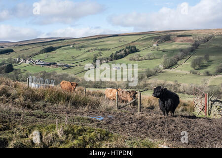 Highland cattle dans un chargeur de balles rondes sur Arkleside Moor, avec une vue sur Dixon Gill, Horsehouse Moor et le hameau de Braidley Coverdale, Banque D'Images