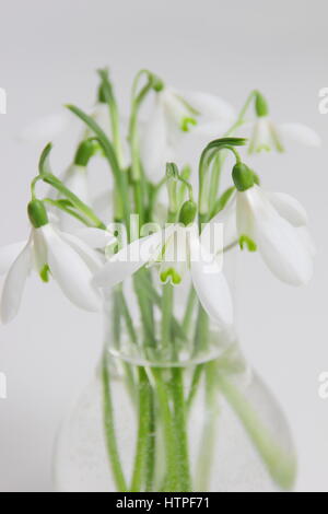 Gouttes de neige (galanthus nivalis) dans un vase en verre isolé sur fond blanc. ROYAUME-UNI Banque D'Images