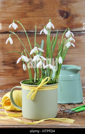 Enamel mug planté de perce-neige (Galanthus nivalis) et décorée avec du raphia jaune pour les écrans d'intérieur avec une cisaille de jardin, chaîne et arrosage jug Banque D'Images