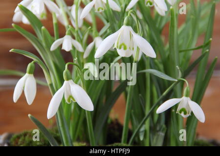 Pot planté de perce-neige (galanthus) contre l'arrière-plan en bois rustique sur l'affichage dans un anglais home, Février Banque D'Images