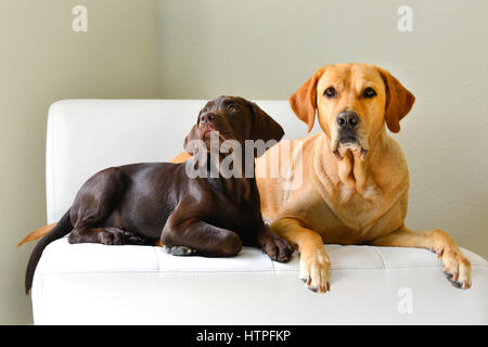 Un chien Labrador Retriever jaune adulte avec son chiot brun chocolat repose sur une chaise moderniste blanche dans une scène minimaliste, regardant curieux Banque D'Images