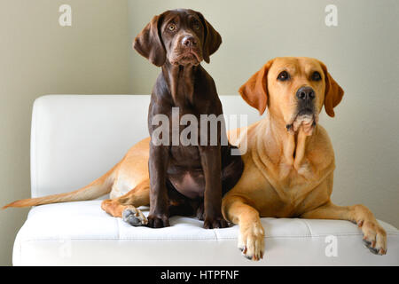 Un Labrador Retriever jaune avec son chien adulte brun chocolat chiot sur chaise blanche à la curiosité Banque D'Images