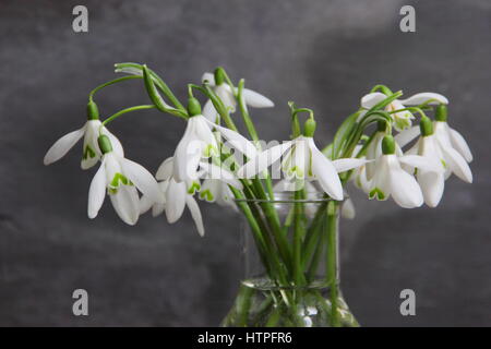 Un bouquet de fleurs fraîchement cueillies seul perce-neige (galanthus) dans un vase de verre contre l'arrière-plan en ardoise, fin février, UK Banque D'Images