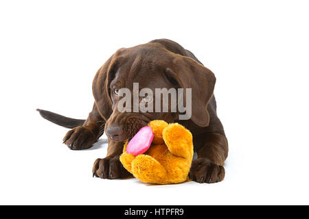 Une couleur brune ou "chocolat" Labrador Retriever Chiot Chien sur fond blanc à mâcher sur doudou Banque D'Images