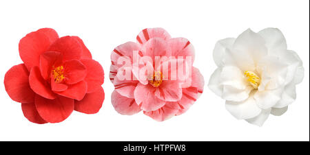 Fleurs de camélia blanc rouge et rose isolé sur fond blanc Banque D'Images