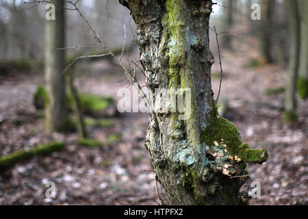 Impressions de printemps du Grunewald à Berlin. Couvert de mousse les troncs et les branches des arbres morts dans un ciel couvert. Non loin de Château de Grunewald Banque D'Images