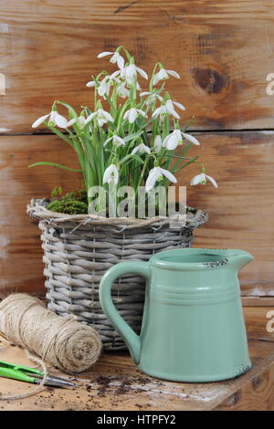 Tissé décoratif pot pour écrans d'intérieur planté de perce-neige (Galanthus nivalis) sur une table en bois avec une cisaille de jardin, chaîne et joli pot émaillé Banque D'Images