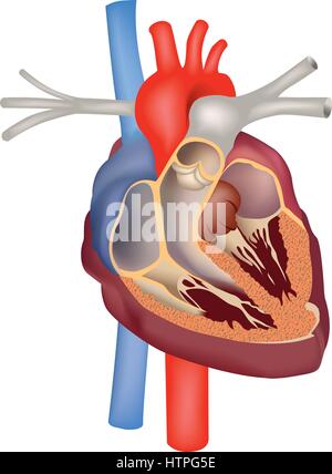 L'anatomie cardiaque signe médical. coeur humain structure transversale Illustration de Vecteur