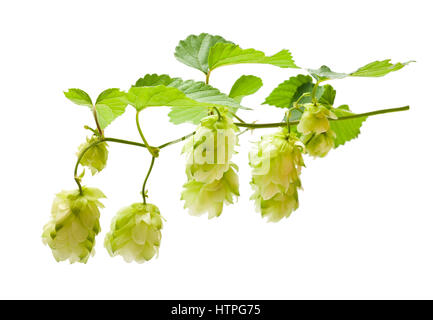 Le houblon avec des feuilles isolées sur fond blanc Banque D'Images